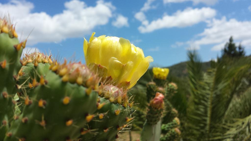 La Suite Di Segesta Calatafimi Eksteriør billede